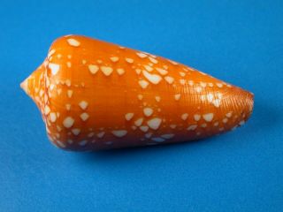 Conus Crocatus,  Pattern,  45.  7mm,  Philippines Shell