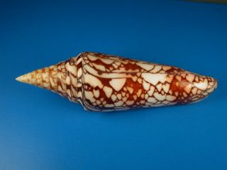 Conus Milneedwardsi,  Pattern,  129.  6mm,  Mozambique Shell