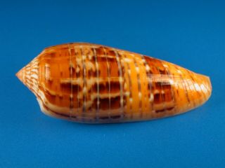 Conus Dusaveli,  Bright Pattern,  72.  0mm,  Philippines Shell