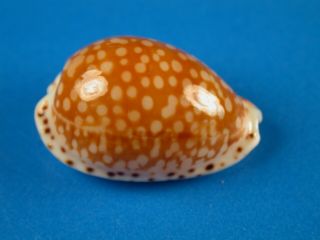 Cypraea Gaskoini,  Pattern,  Large 23.  2mm,  Hawaii Shell