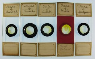 Group Of 5 Antique Microscope Slides.  " Fish Scales ".  Barbel,  Ablet,  Perch,  Etc.