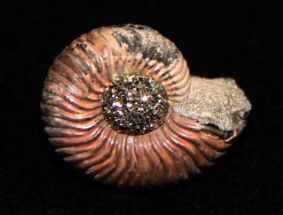 Ammonite Eboraciceras Fossil Callovian Russia