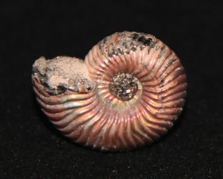 Ammonite Eboraciceras Fossil Callovian Russia 2