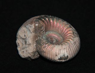 Ammonite Pink Eboraciceras Fossil Callovian Russia
