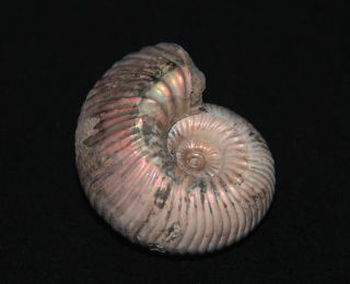 Ammonite Pink Eboraciceras Fossil Callovian Russia 2