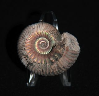 Ammonite Pink Eboraciceras Fossil Callovian Russia 4