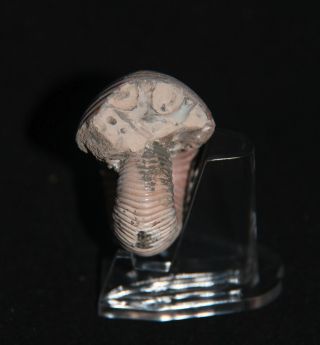 Ammonite Pink Eboraciceras Fossil Callovian Russia 5