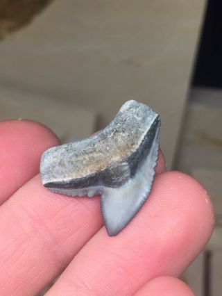 Bone Valley Tiger Shark Tooth Fossil Sharks Teeth Megalodon Era Gem