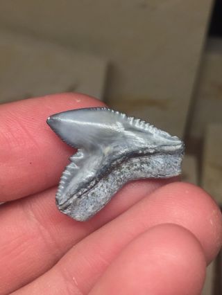 Bone Valley Tiger Shark Tooth Fossil Sharks Teeth Megalodon Era Gem 2