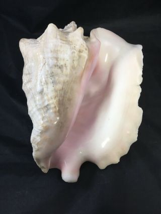 Large Conch Shell 10 " Pink Queen Conch Shell Nautical Decor Beach House