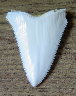 1.  792 " Upper Principle Nature Modern Great White Shark Tooth (teeth)