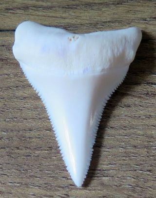1.  759 " Lower Nature Modern Great White Shark Tooth (teeth)