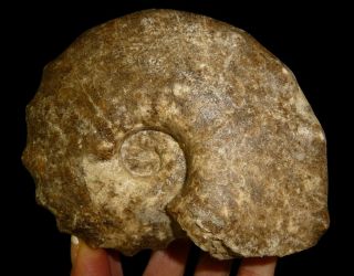 Dino: Xl Surriceras Ammonite Fossil 1 Lb.  6.  6oz Cretaceous Period - Great Piece