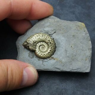 Arieticeras Ammonite Pyrite Mineral Fossil Fossilien Ammoniten France Dino