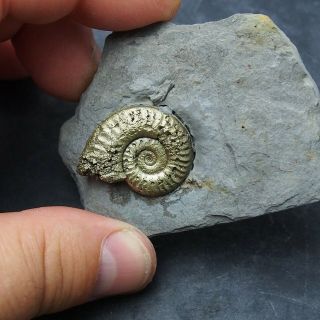 Arieticeras AMMONITE Pyrite Mineral Fossil fossilien Ammoniten France Dino 2