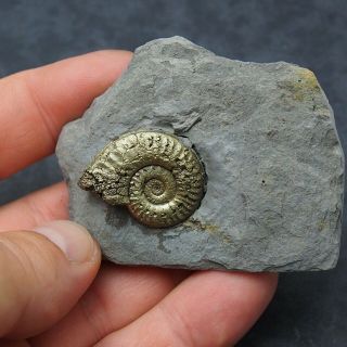Arieticeras AMMONITE Pyrite Mineral Fossil fossilien Ammoniten France Dino 3