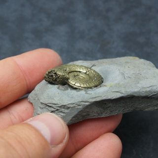 Arieticeras AMMONITE Pyrite Mineral Fossil fossilien Ammoniten France Dino 4