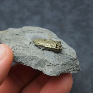 Arieticeras AMMONITE Pyrite Mineral Fossil fossilien Ammoniten France Dino 5
