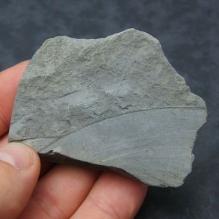 Arieticeras AMMONITE Pyrite Mineral Fossil fossilien Ammoniten France Dino 6