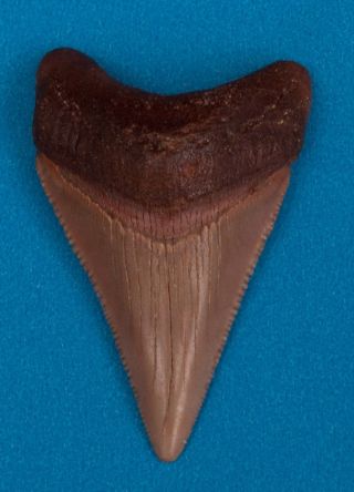 1.  9 Inch Megalodon Chubutensis Fossil Shark Tooth Relative Of The Great White