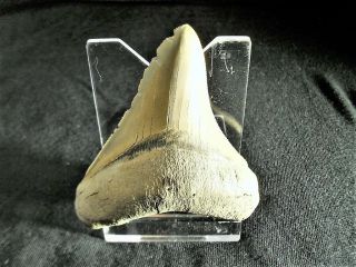 Megalodon Mega Fossil Sharks Tooth Auriulatics Shark Lafarge Quarry,  S.  C.  3 