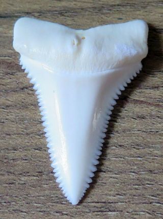1.  493 " Lower Nature Modern Great White Shark Tooth (teeth)