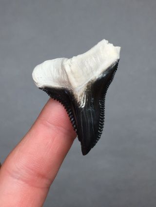Bone Valley Hemi Shark Tooth Fossil Megalodon Era Gem Sharks Teeth Jaws 2