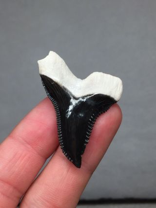 Bone Valley Hemi Shark Tooth Fossil Megalodon Era Gem Sharks Teeth Jaws 3