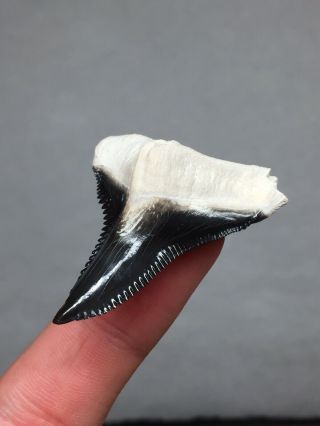 Bone Valley Hemi Shark Tooth Fossil Megalodon Era Gem Sharks Teeth Jaws 4