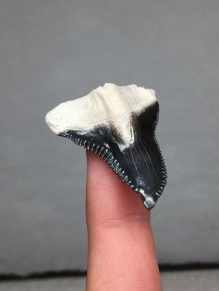 Bone Valley Hemi Shark Tooth Fossil Megalodon Era Gem Sharks Teeth Jaws 5