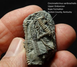 Scarce Ordovician Crinoid Impeccable Preservation Cincinnaticrinus Varibracialis
