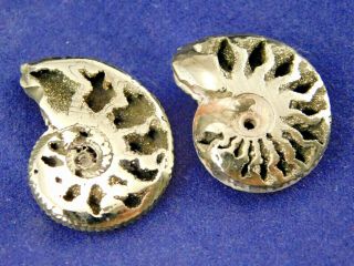 Two Little 100 Natural Polished Pyrite Ammonite Fossils From Russia 3.  54 E