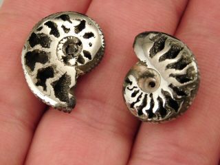 TWO Little 100 Natural Polished PYRITE Ammonite Fossils From Russia 3.  54 e 2