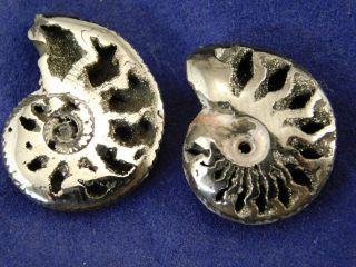 TWO Little 100 Natural Polished PYRITE Ammonite Fossils From Russia 3.  54 e 3