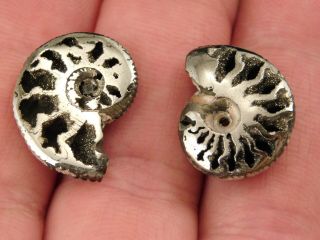 TWO Little 100 Natural Polished PYRITE Ammonite Fossils From Russia 3.  54 e 4