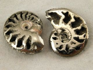 TWO Little 100 Natural Polished PYRITE Ammonite Fossils From Russia 3.  54 e 5