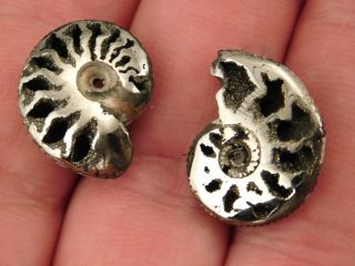 TWO Little 100 Natural Polished PYRITE Ammonite Fossils From Russia 3.  54 e 6