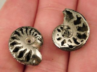 TWO Little 100 Natural Polished PYRITE Ammonite Fossils From Russia 3.  54 e 7