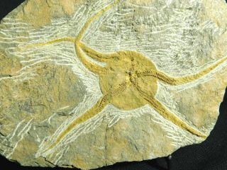 A Big 440 Million Year Old 100 Natural Starfish Fossil From Morocco 620gr E