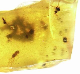 Burmite Amber With Diptera (fly) Inclusions 2 - Burmese,  Dinosaur Age Fossil