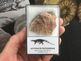 Aetosaur Osteoderm (scute) 02 - Bull Canyon Fm,  Triassic Reptile Fossil