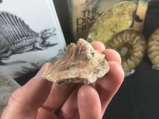 Aetosaur Osteoderm (Scute) 02 - Bull Canyon fm,  Triassic reptile fossil 3