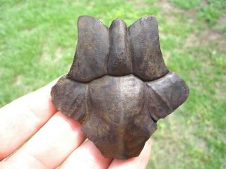 Detailed Turtle Nuchal Scute Florida Fossils Tortoise Shell Carapace Bones Skull