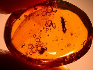 Platypodid Beetle,  Giant Wing,  Water Bubbles In Authentic Dominican Amber Fossil
