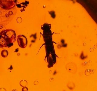 Platypodid Beetle,  Giant Wing,  Water Bubbles in Authentic Dominican Amber Fossil 2