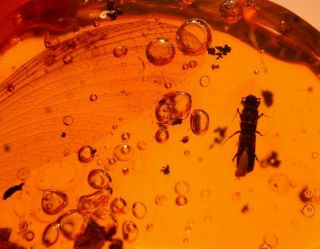 Platypodid Beetle,  Giant Wing,  Water Bubbles in Authentic Dominican Amber Fossil 3