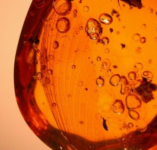 Platypodid Beetle,  Giant Wing,  Water Bubbles in Authentic Dominican Amber Fossil 5