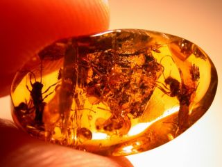4 Ponerine Winged Ants With Large Jaws In Authentic Dominican Amber Fossil