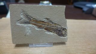 Geological Enterprises Eocene Fossil Fish,  Erismatopterus Levatus Wyoming