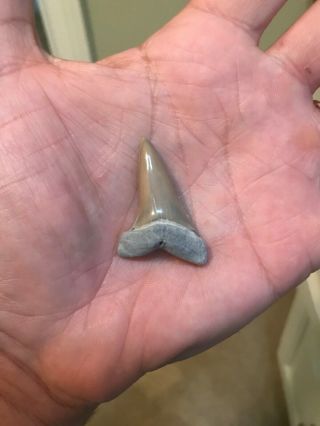 Razor Sharp Glossy 1.  6,  " Fossil Mako Shark Tooth Lee Creek Mine Aurora,  Nc
